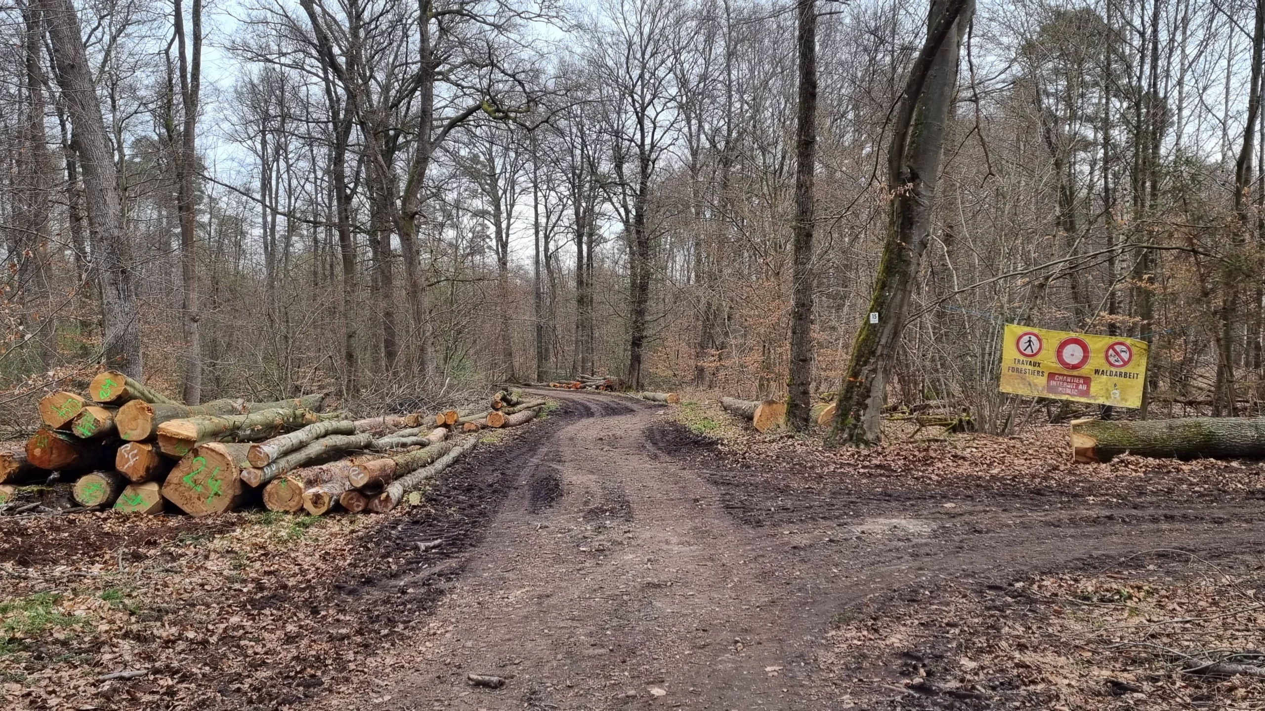 exploitation_CSCHILT forêt saison automnale exploitation forestière protection des sols ornières et travaux forestiers